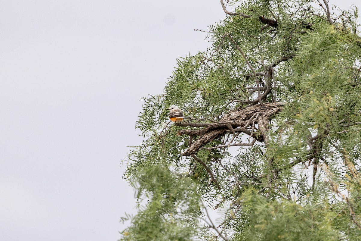 Scissor-tailed Flycatcher - ML619060899