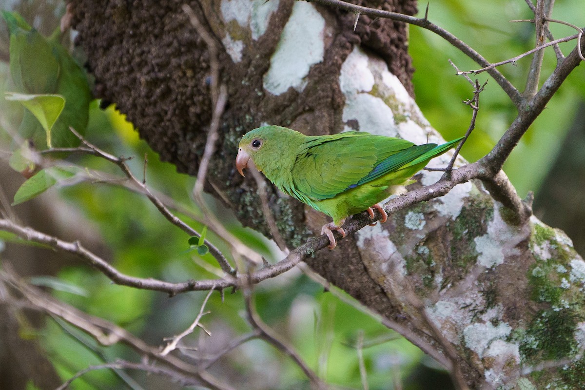 Spectacled Parrotlet - David Cedeño