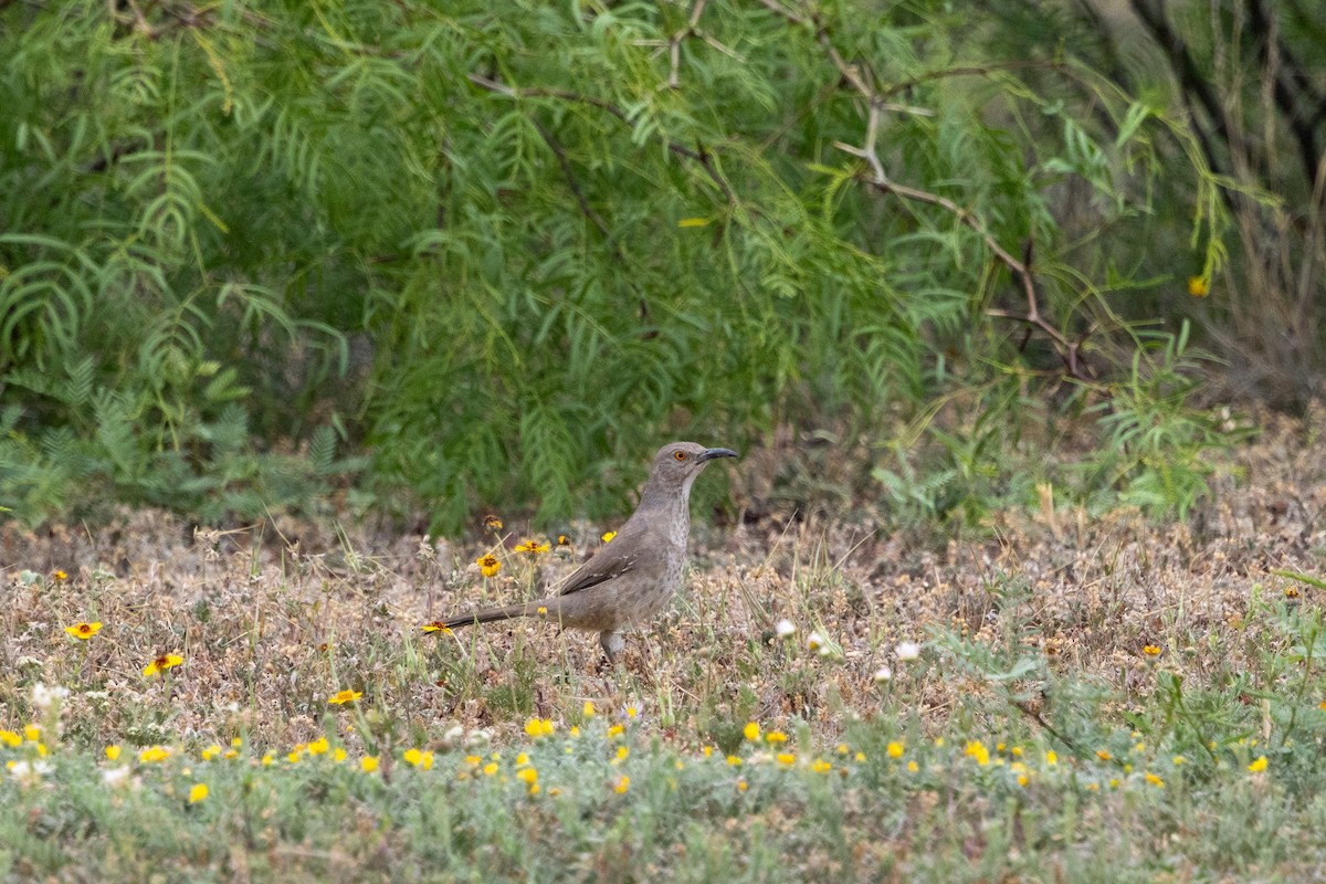 Curve-billed Thrasher - ML619060916