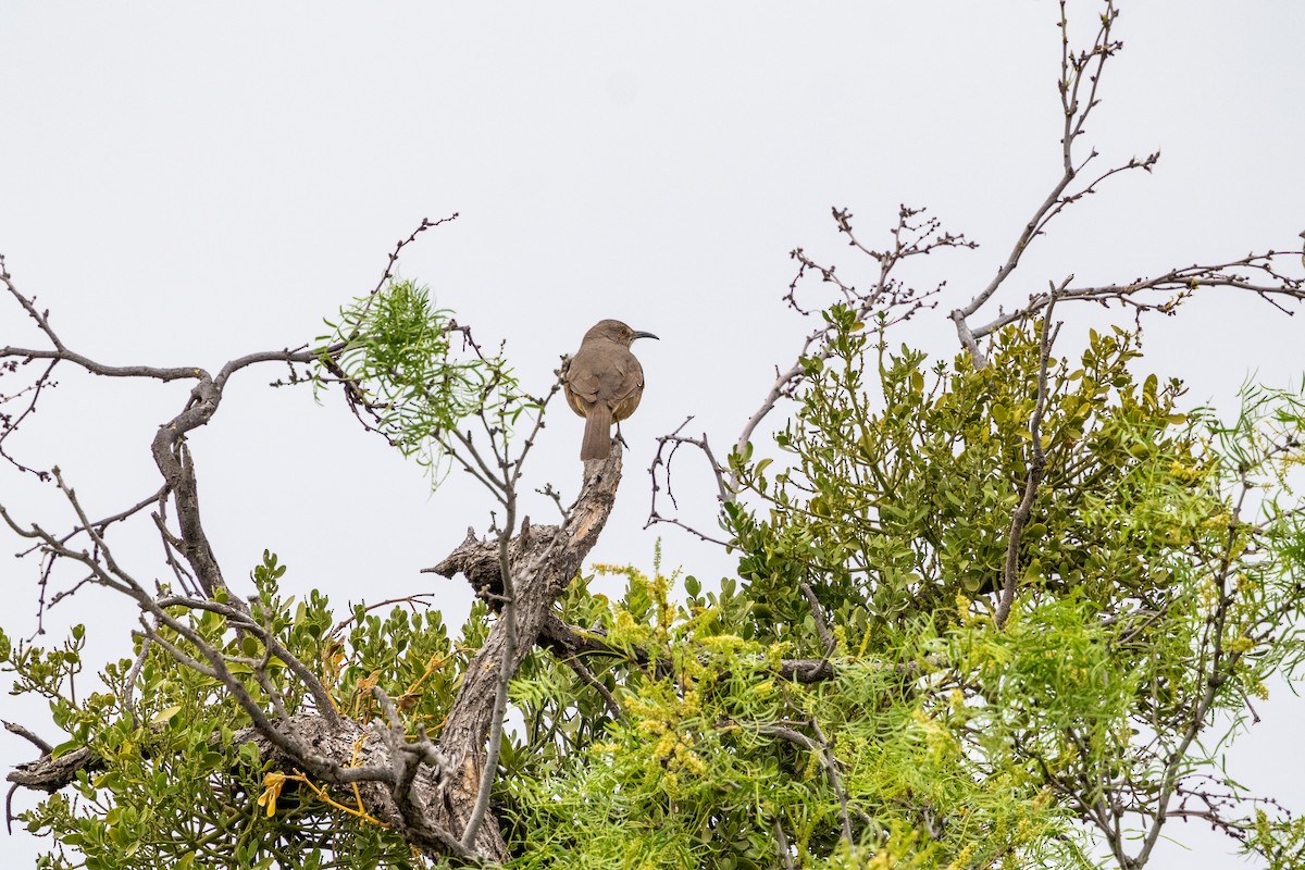 Curve-billed Thrasher - ML619060918