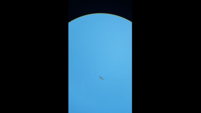 Aigle à ventre roux - ML619060921