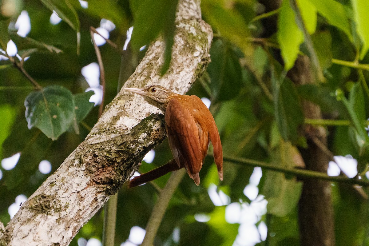 Straight-billed Woodcreeper - David Cedeño