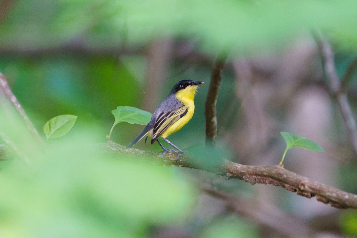 Common Tody-Flycatcher - David Cedeño