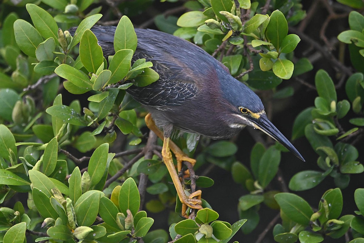 Green Heron - Troy Hibbitts