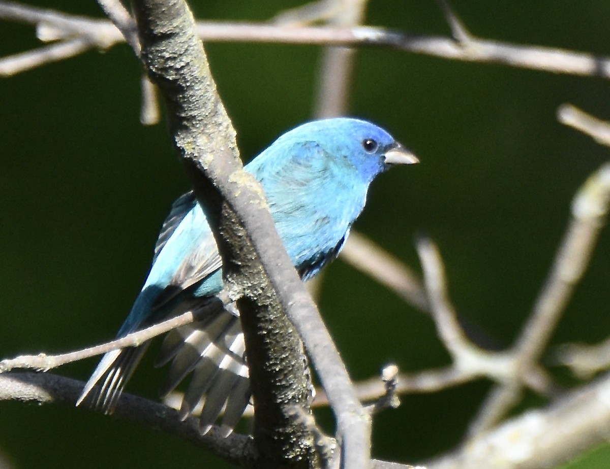 Indigo Bunting - Juniper F