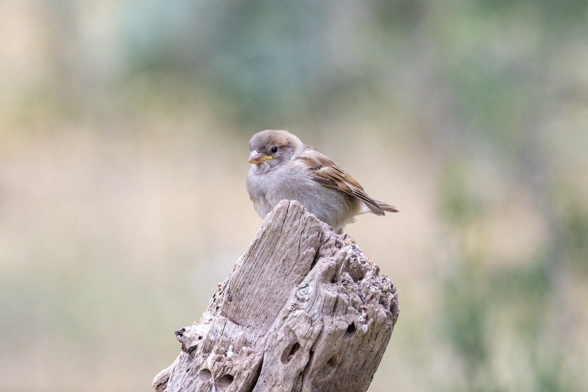 House Sparrow - ML619060953