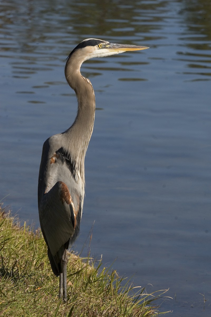 Great Blue Heron - ML619060956