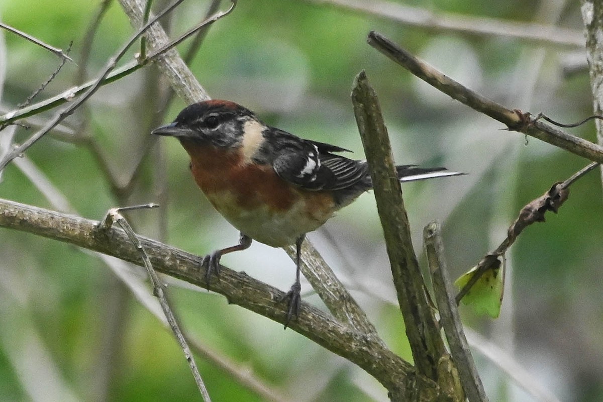 Bay-breasted Warbler - Troy Hibbitts