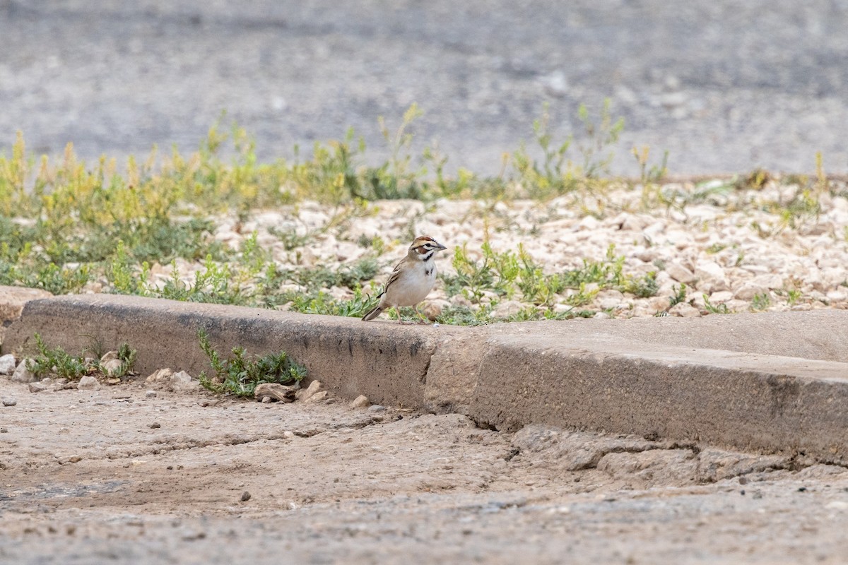 Lark Sparrow - ML619060963