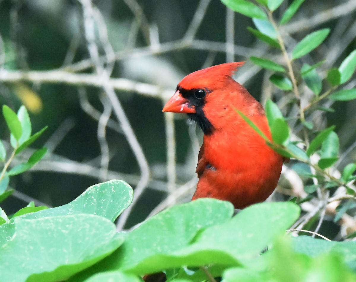 Cardinal rouge - ML619060978