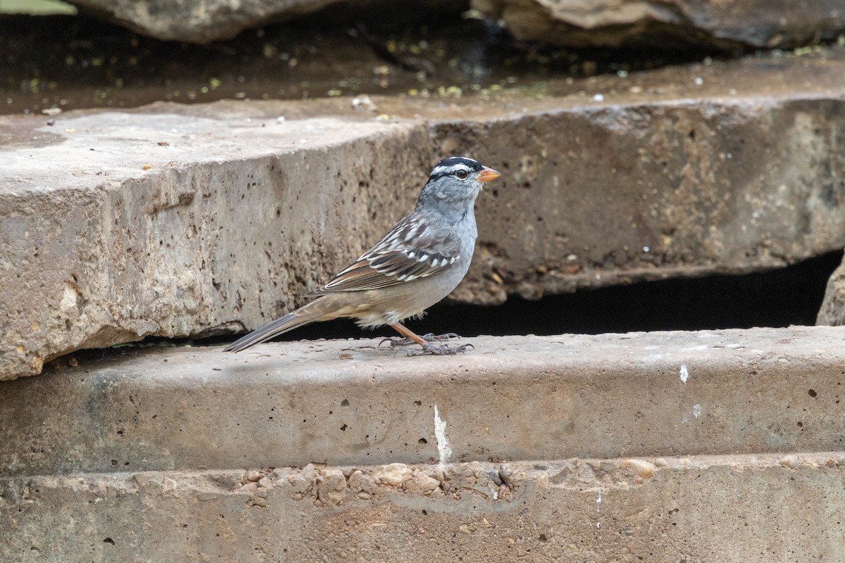 White-crowned Sparrow - ML619061004