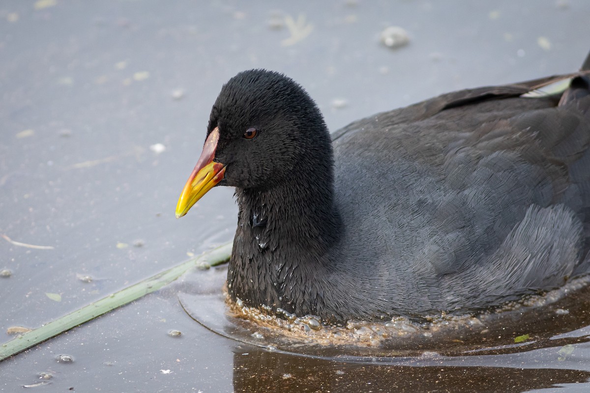 Red-fronted Coot - Ariel Cabrera Foix
