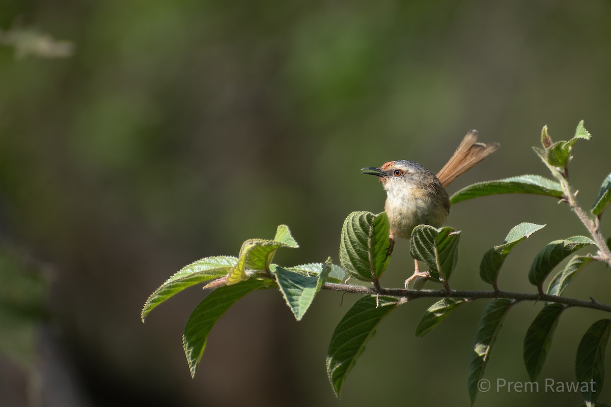 Prinia Coronigrís - ML619061011