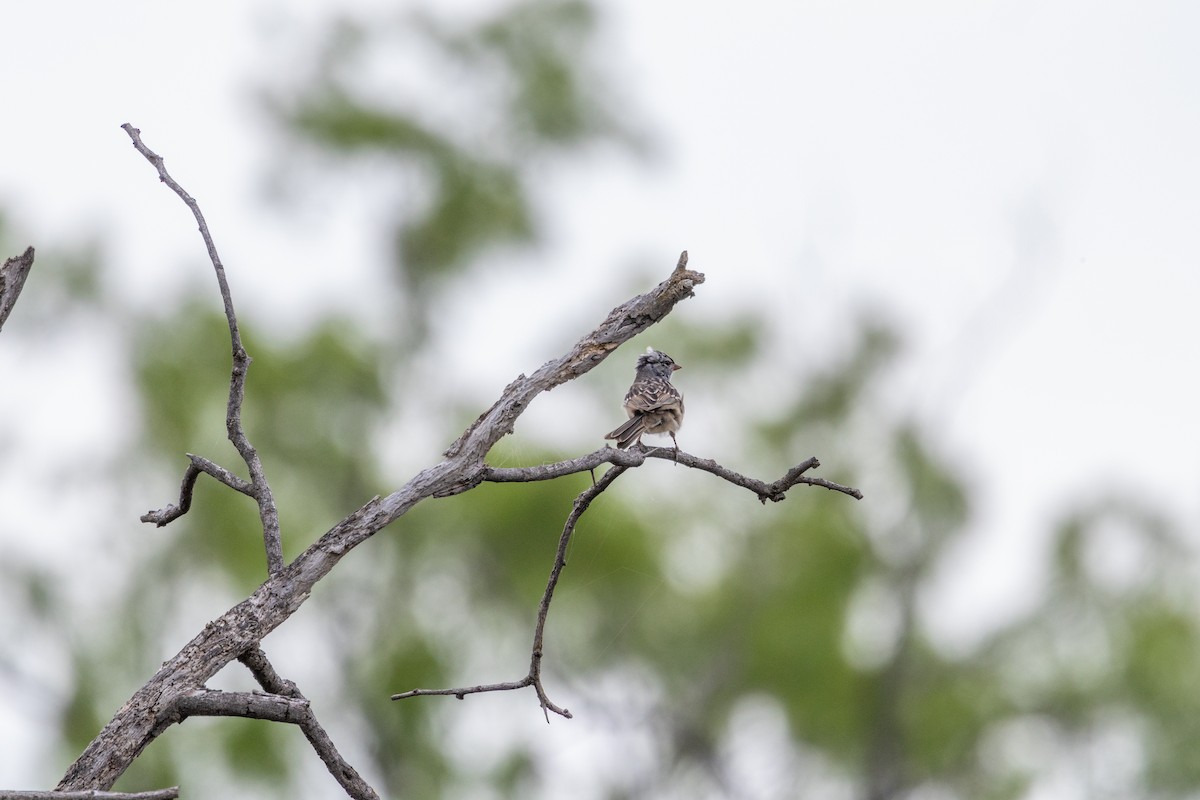 White-crowned Sparrow - ML619061012