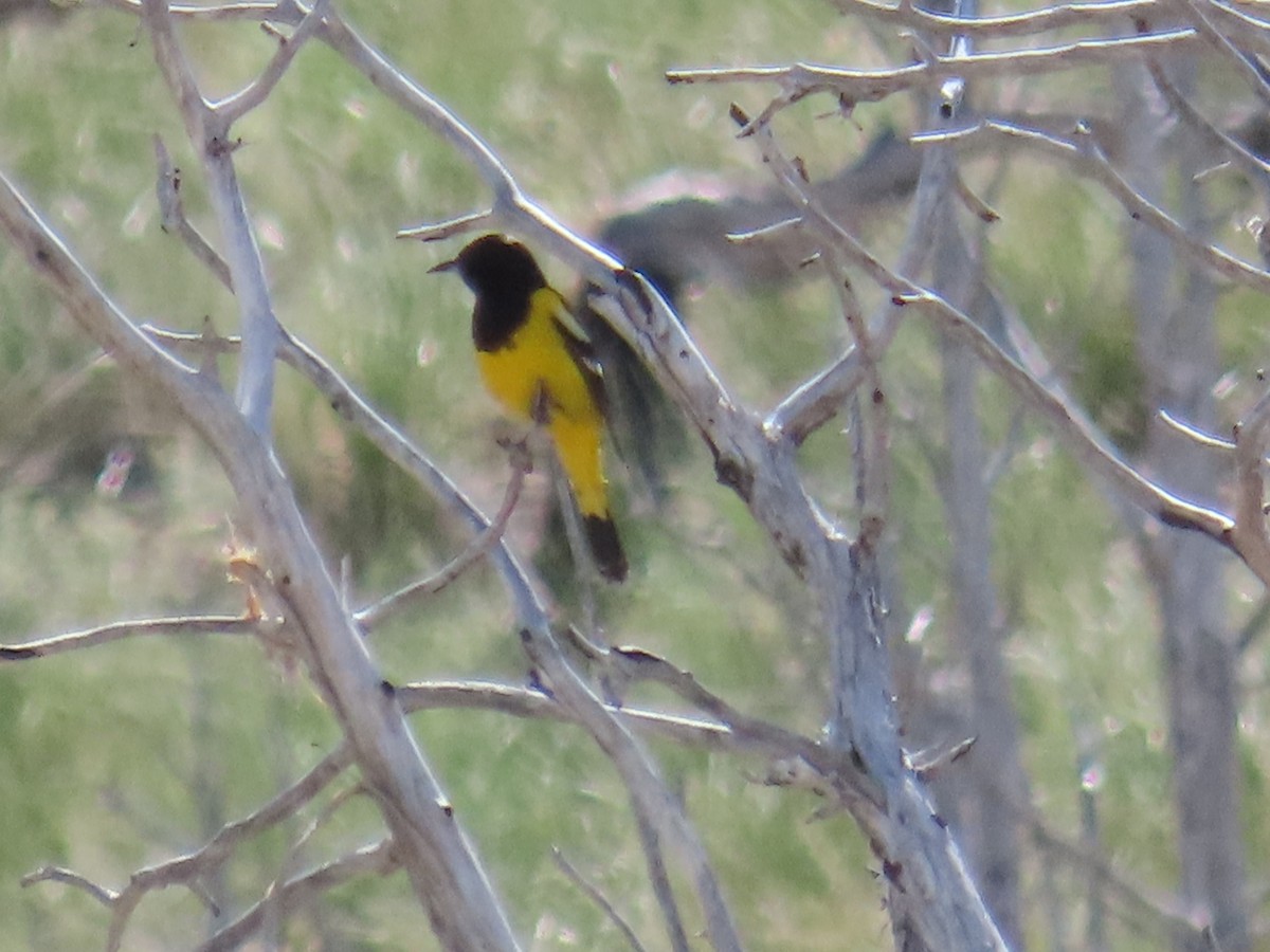 Scott's Oriole - Bryant Olsen