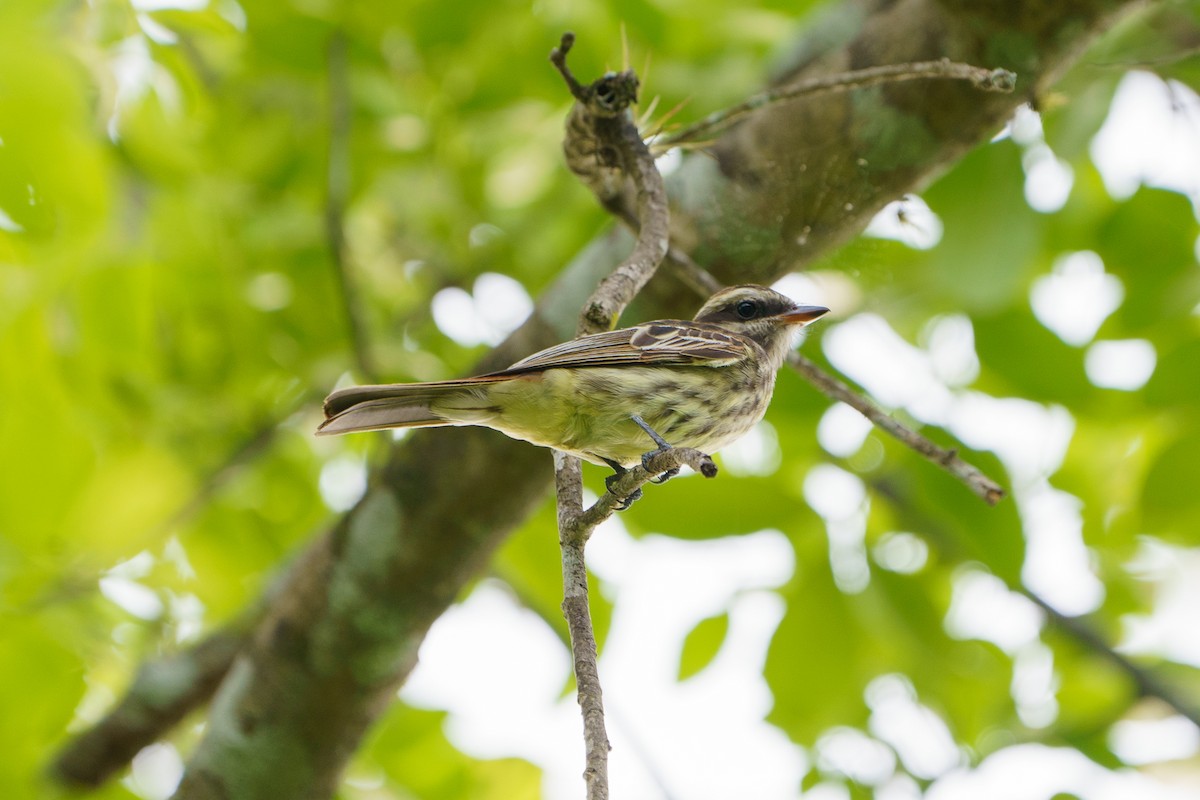 Variegated Flycatcher - David Cedeño