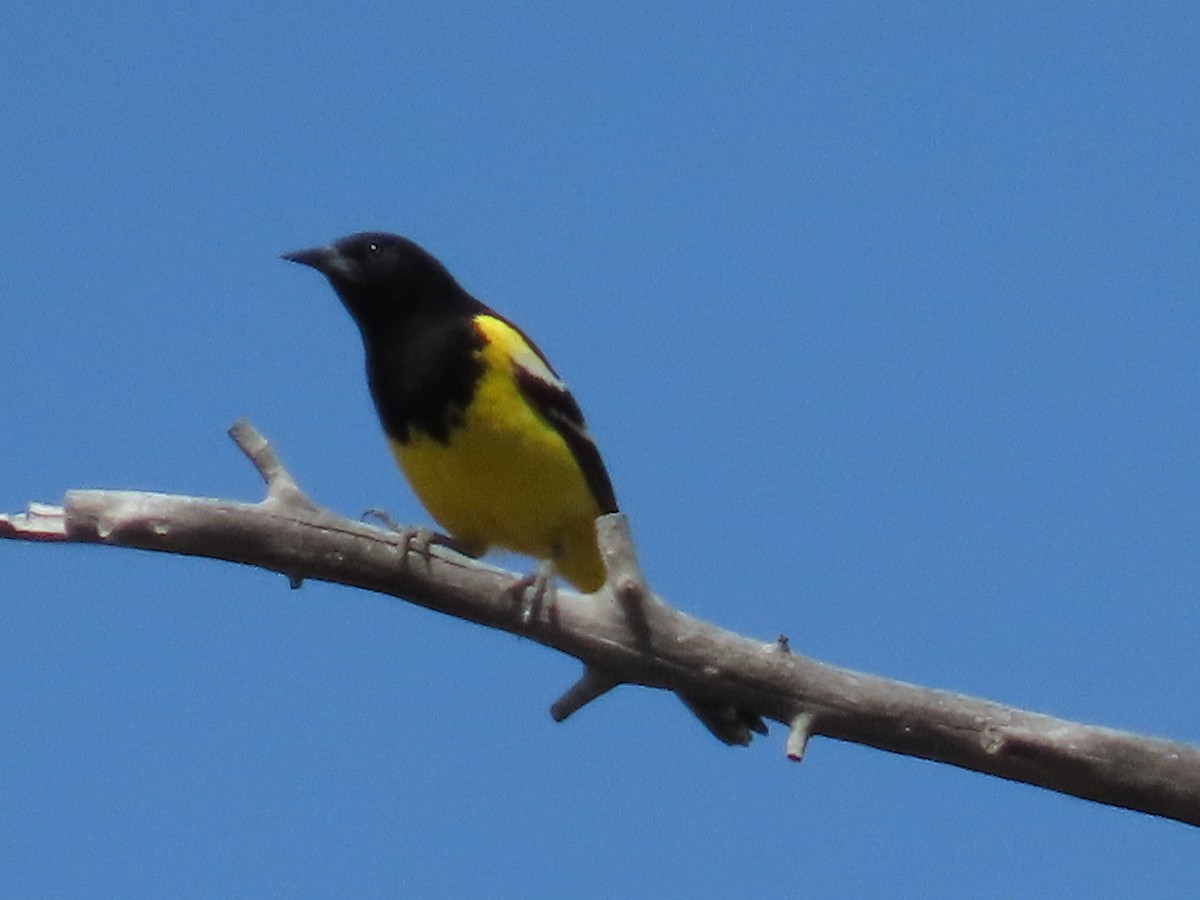 Scott's Oriole - Bryant Olsen