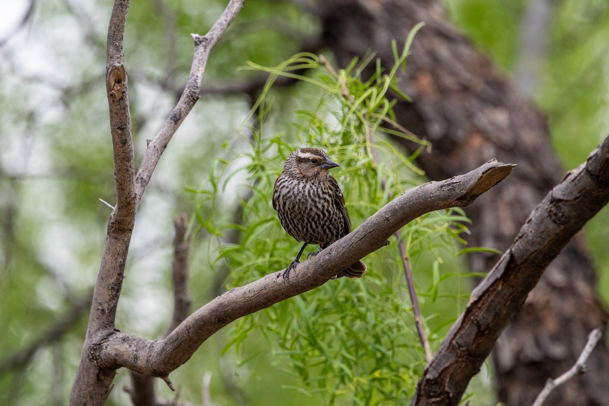 Red-winged Blackbird - ML619061038