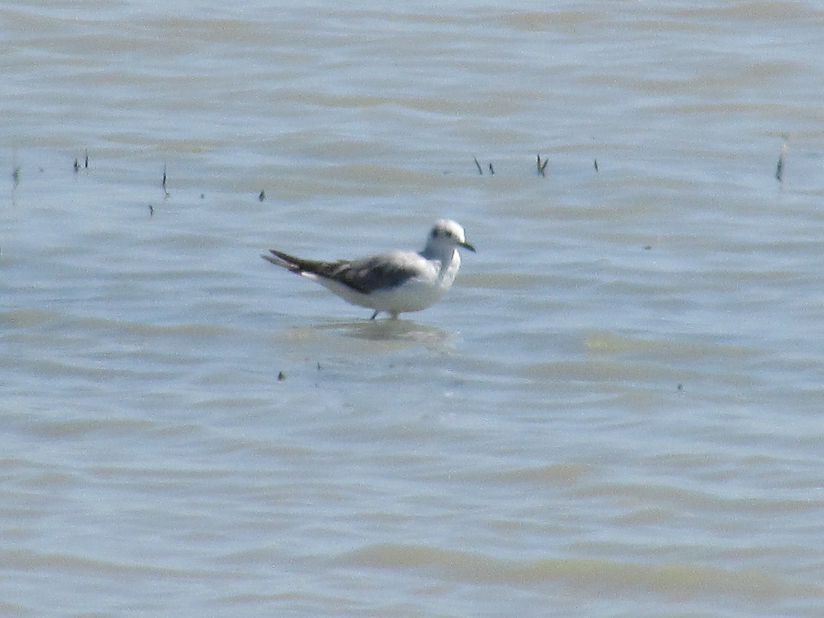Bonaparte's Gull - ML619061049