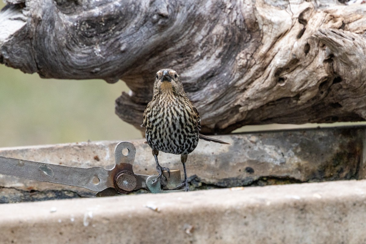 Red-winged Blackbird - ML619061055