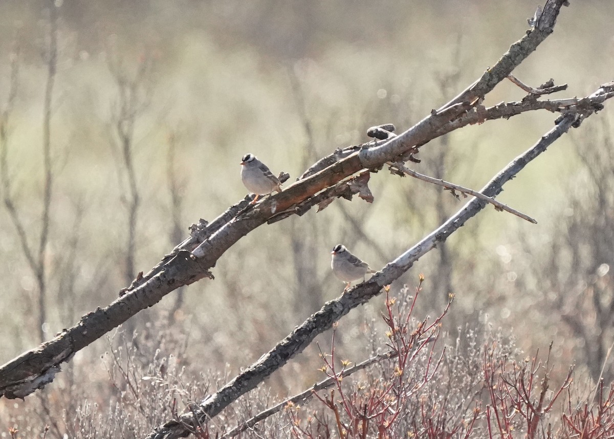 White-crowned Sparrow - Pam Hardy