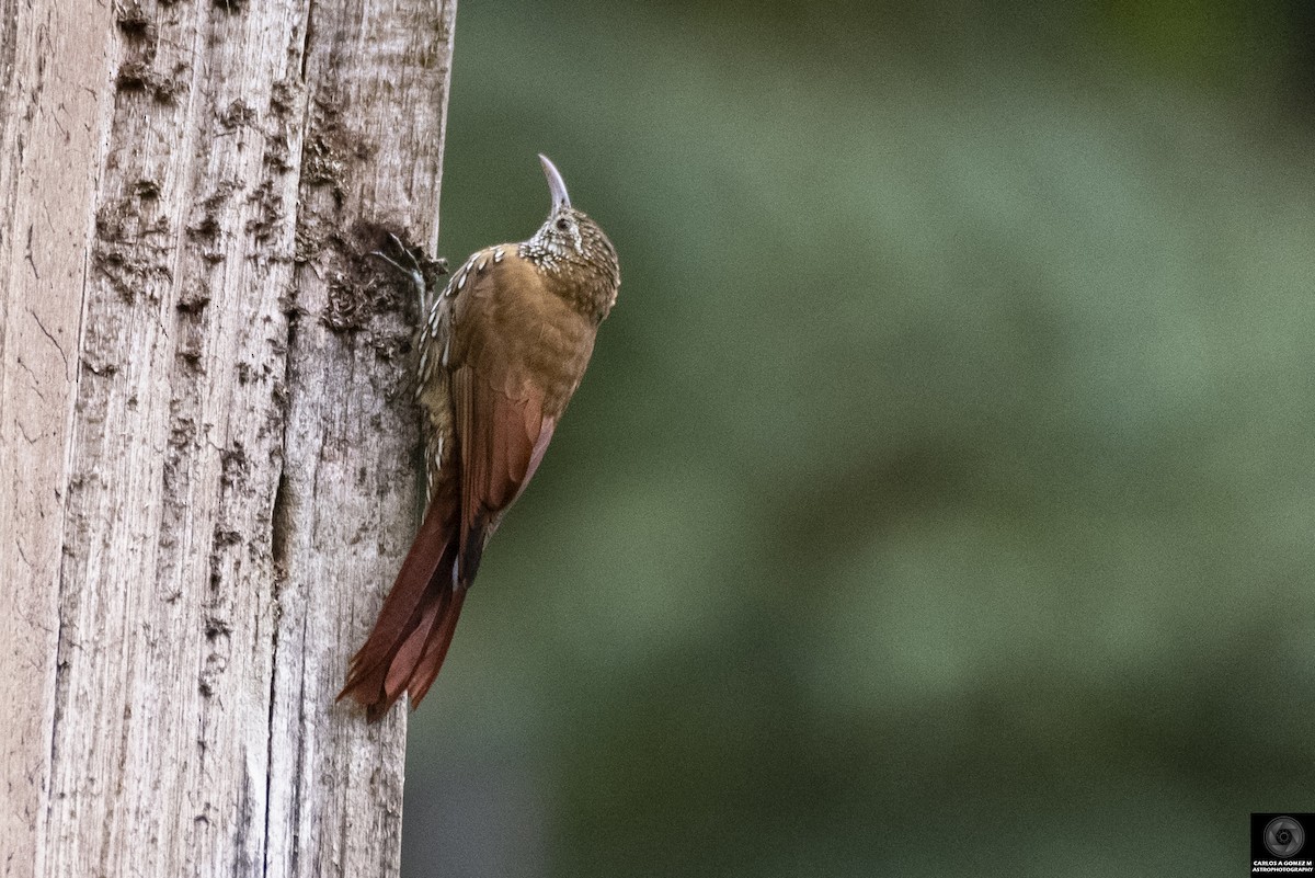 Montane Woodcreeper - Carlos Andrés Gómez Morales