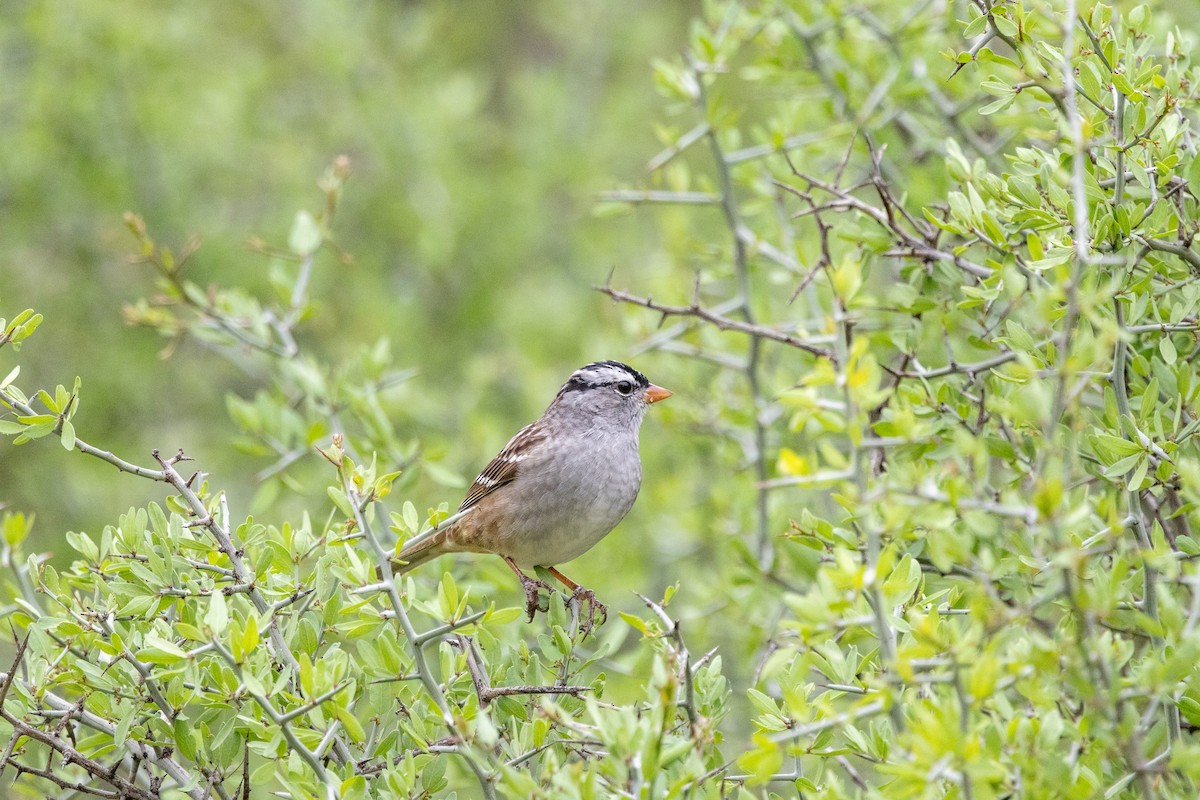 White-crowned Sparrow - ML619061097