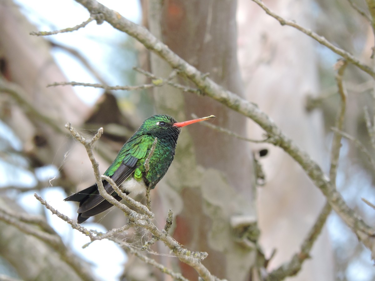 Glittering-bellied Emerald - Más Aves