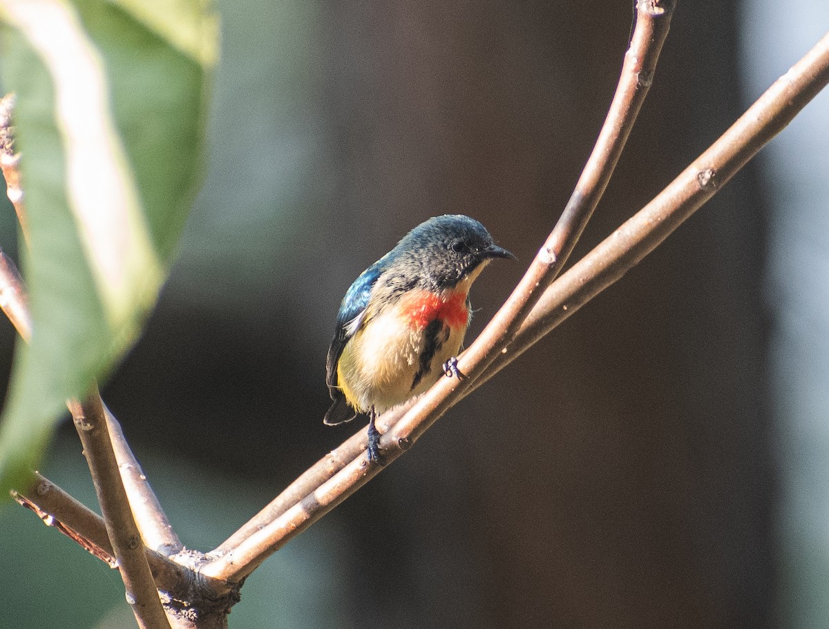 Fire-breasted Flowerpecker - Praveen rawat