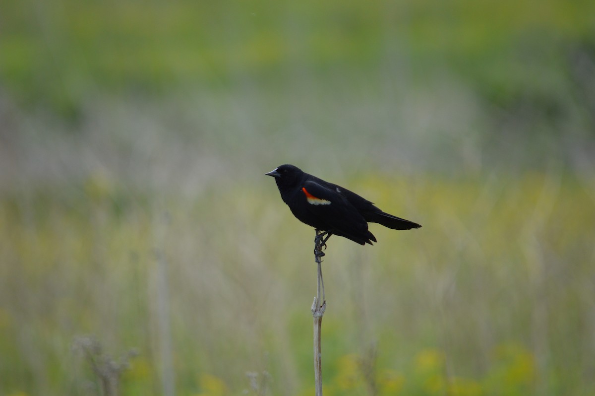 Red-winged Blackbird - Justin Hageman