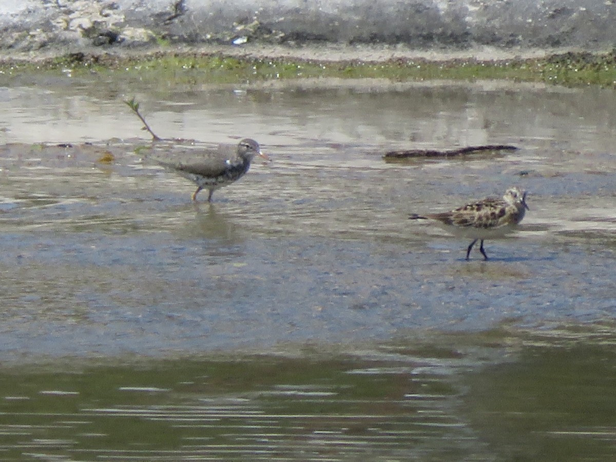 Baird's Sandpiper - ML619061128