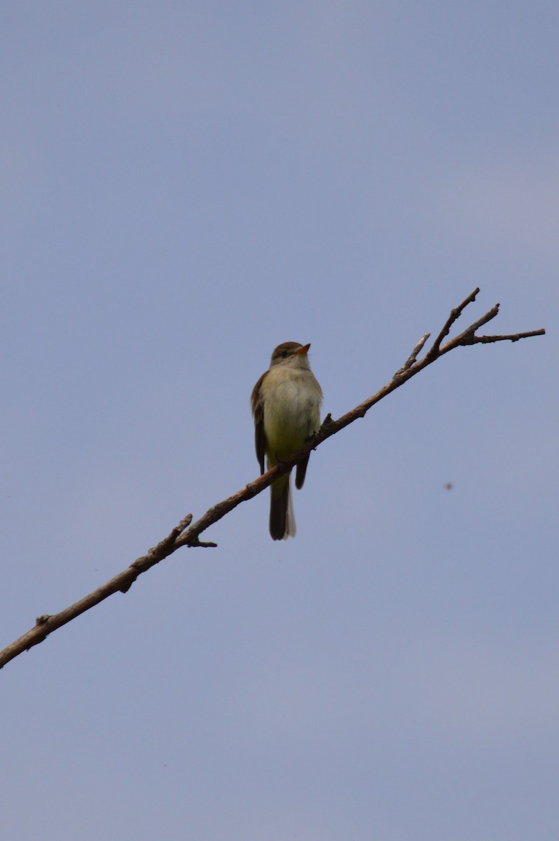 Least Flycatcher - Justin Hageman