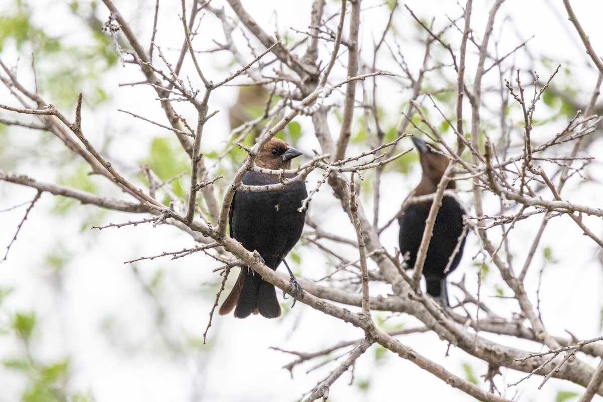 Brown-headed Cowbird - Marshall Breedlove