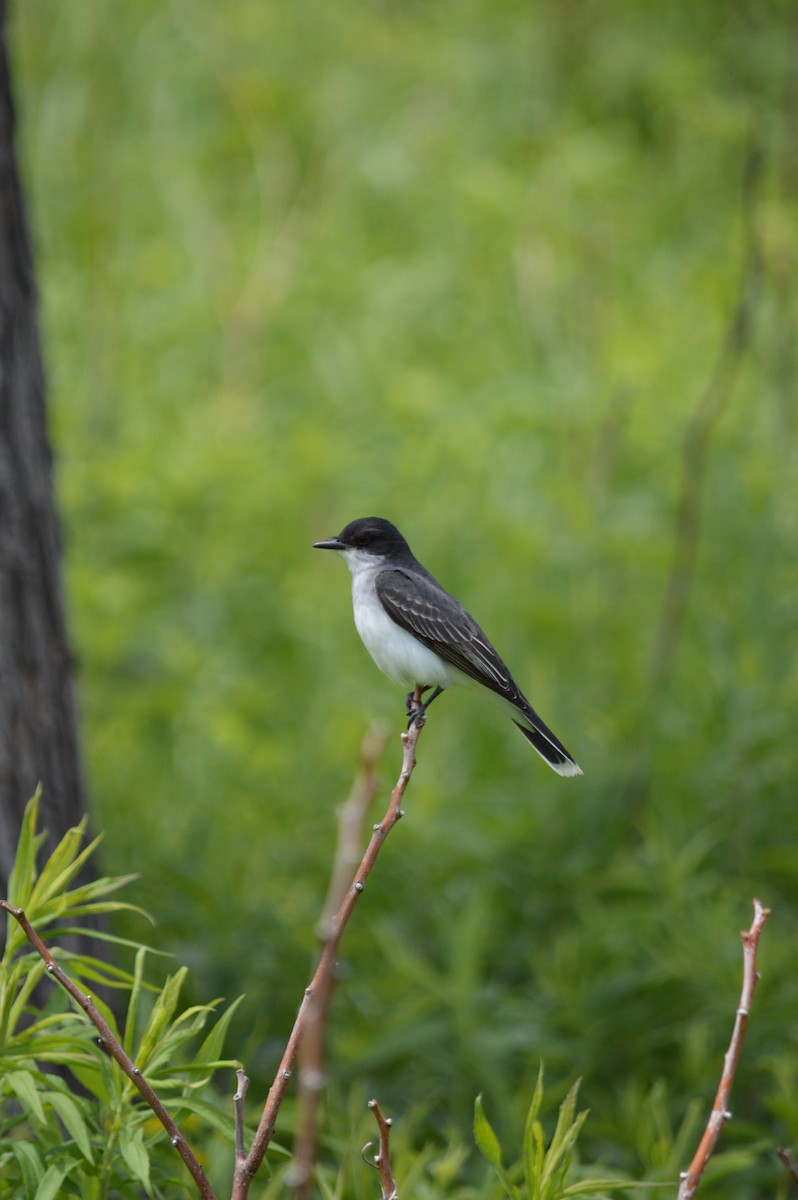 Eastern Kingbird - Justin Hageman