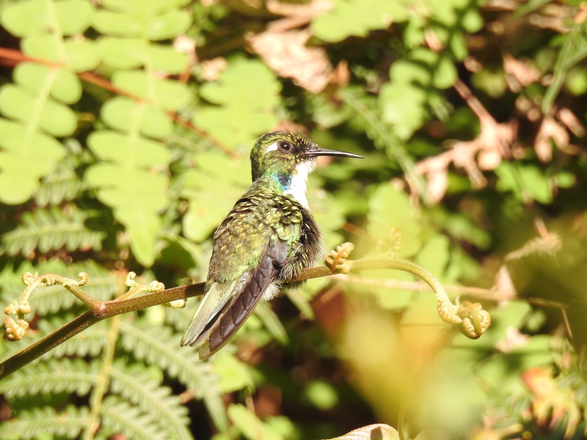 White-throated Daggerbill - lennin uni Galíndez