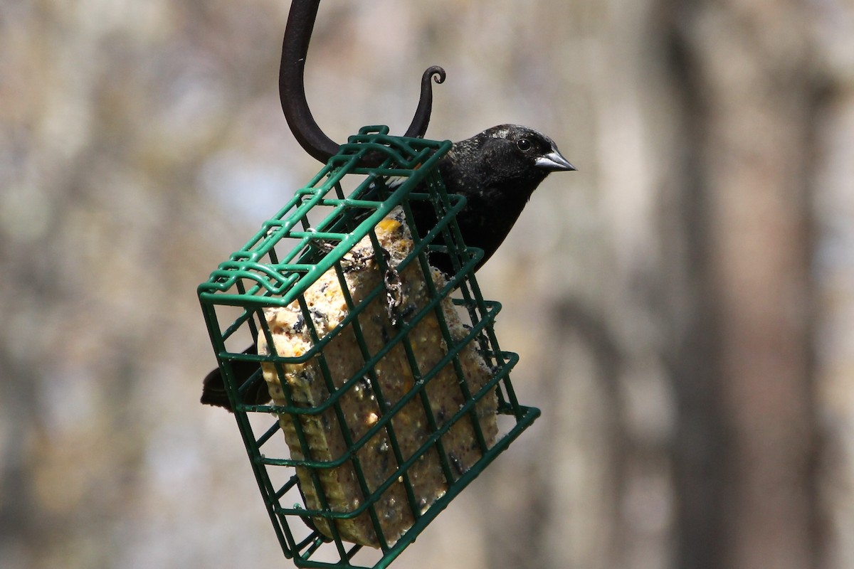 Red-winged Blackbird - Martha Huestis