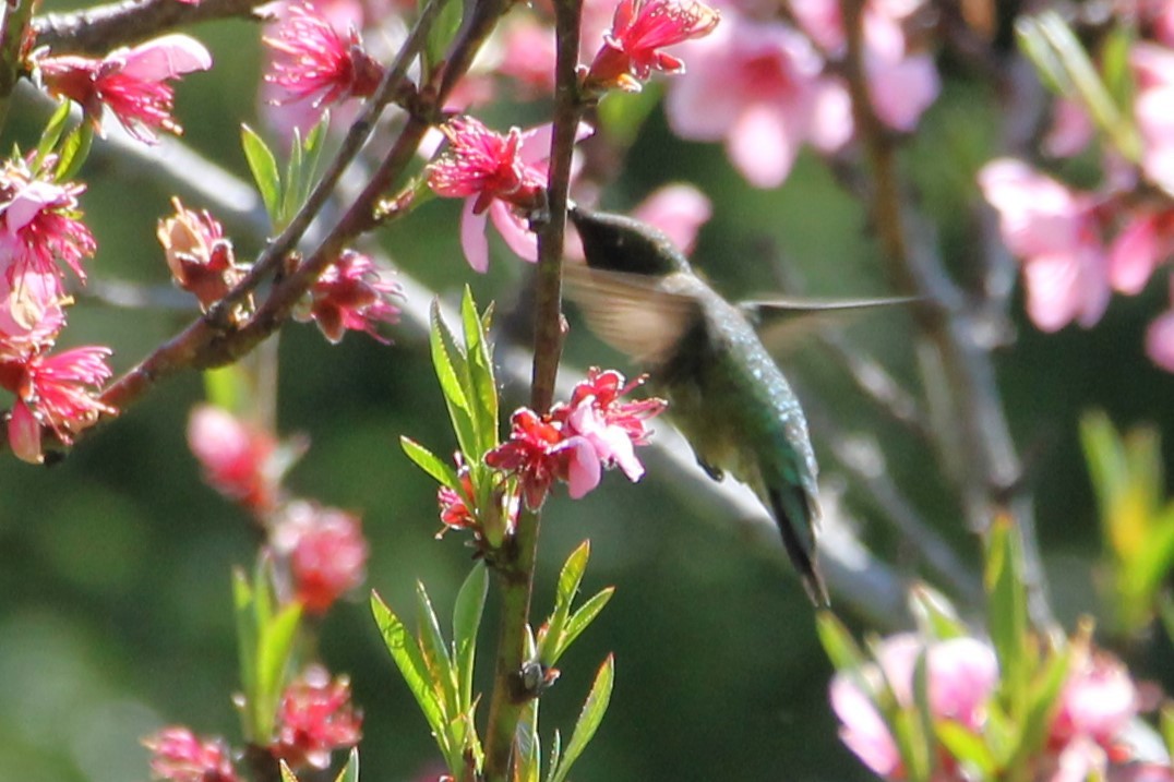 Ruby-throated Hummingbird - Martha Huestis