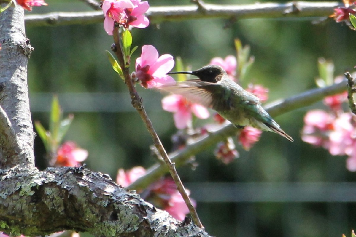 Ruby-throated Hummingbird - Martha Huestis