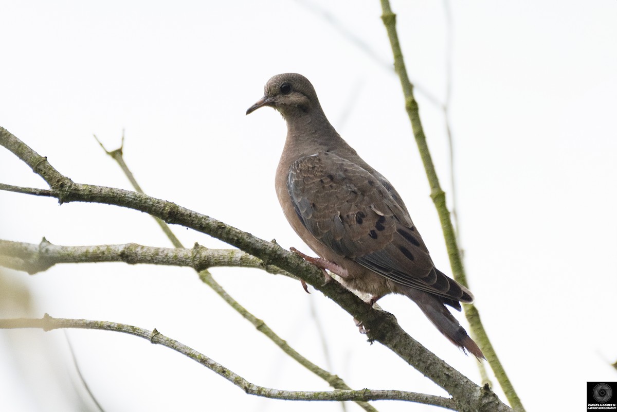 Eared Dove - ML619061188