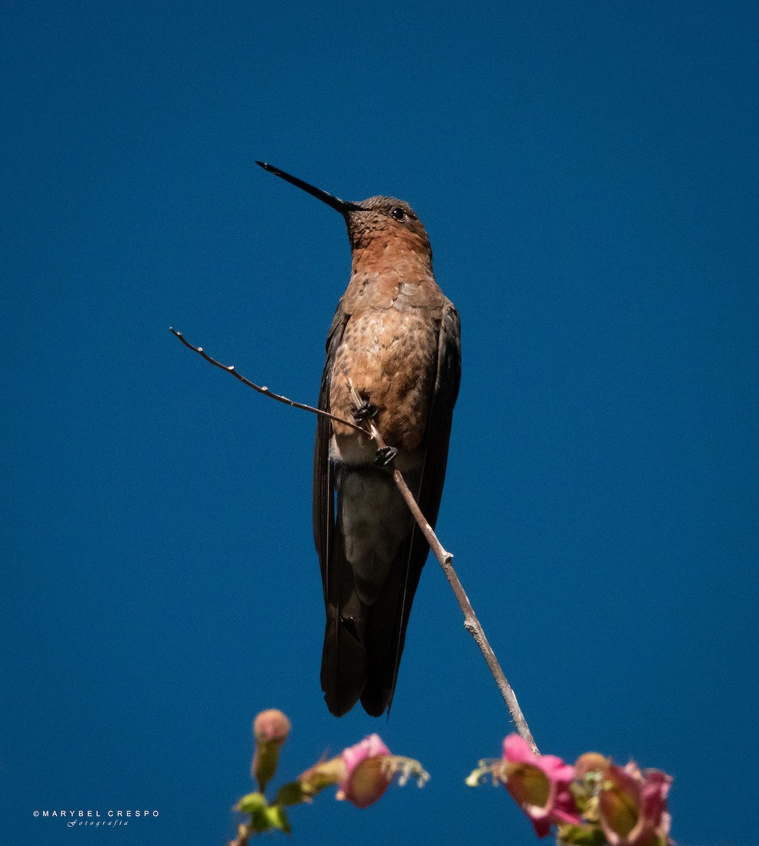 Giant Hummingbird - Marybel Crespo Saucedo
