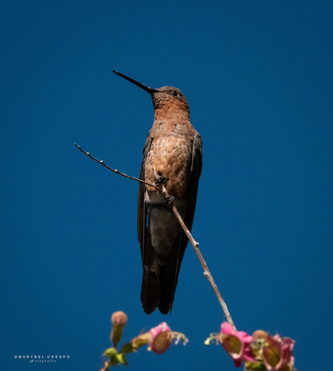 Giant Hummingbird - ML619061207