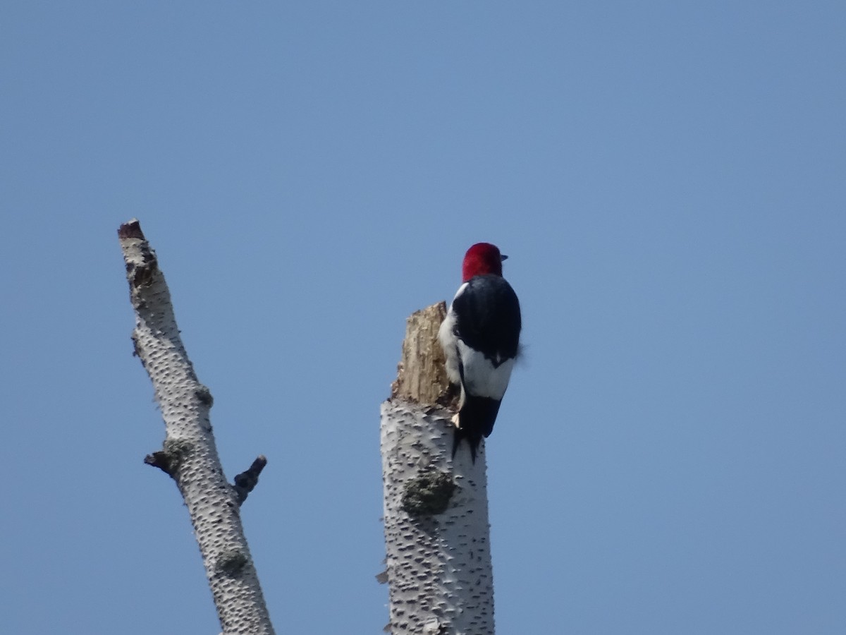 Red-headed Woodpecker - Dennis and Beverley Rock