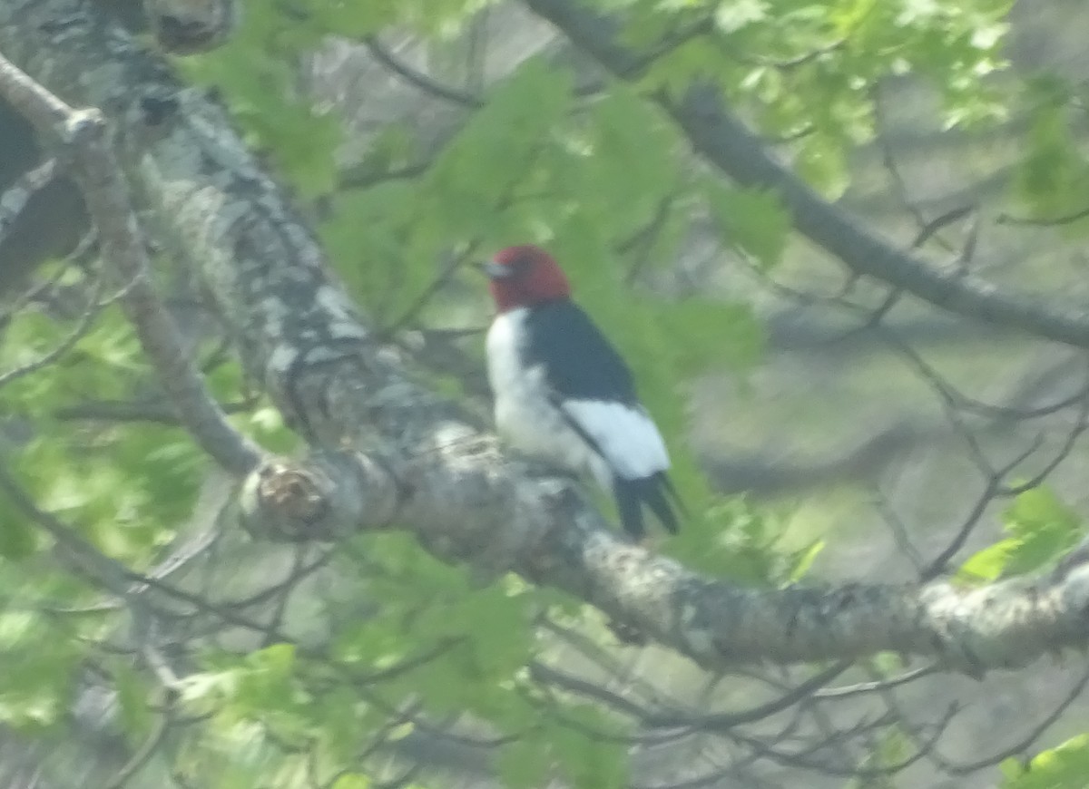 Red-headed Woodpecker - Dennis and Beverley Rock