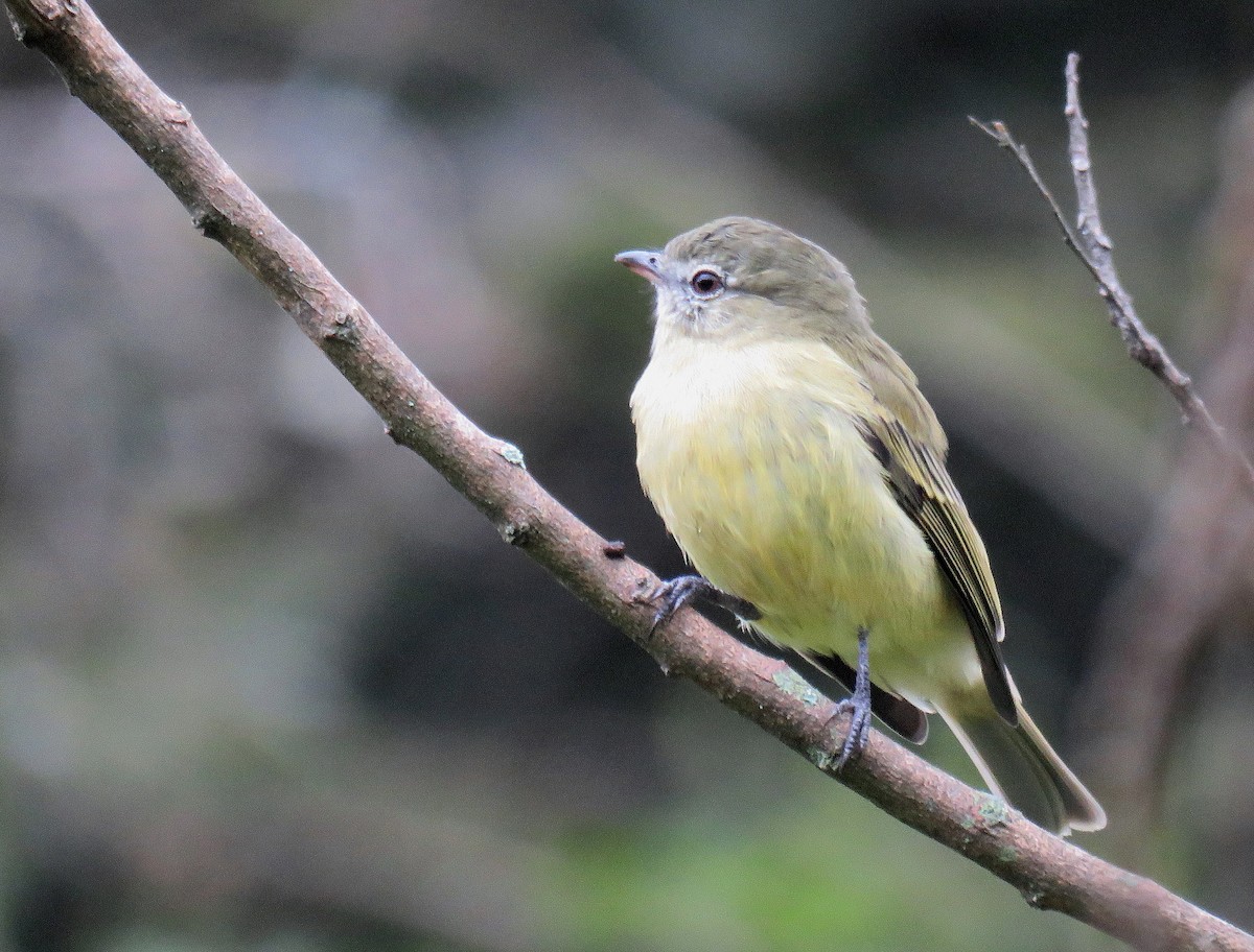 Rough-legged Tyrannulet - Marcelo  Zanotti