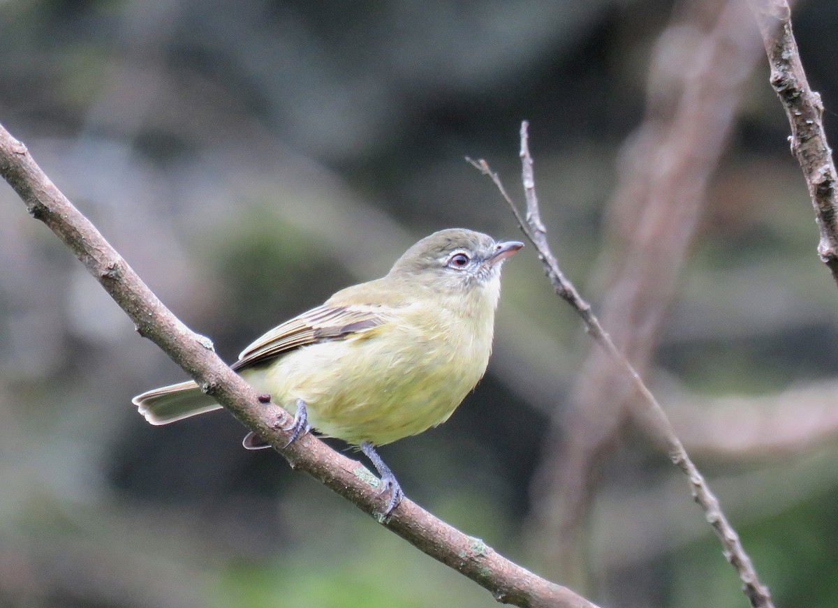 Rough-legged Tyrannulet - ML619061251