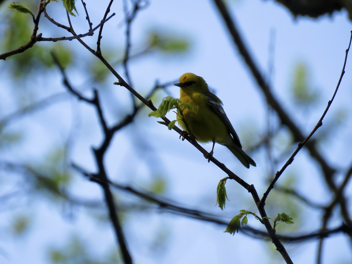 Blue-winged Warbler - Dan Winkler