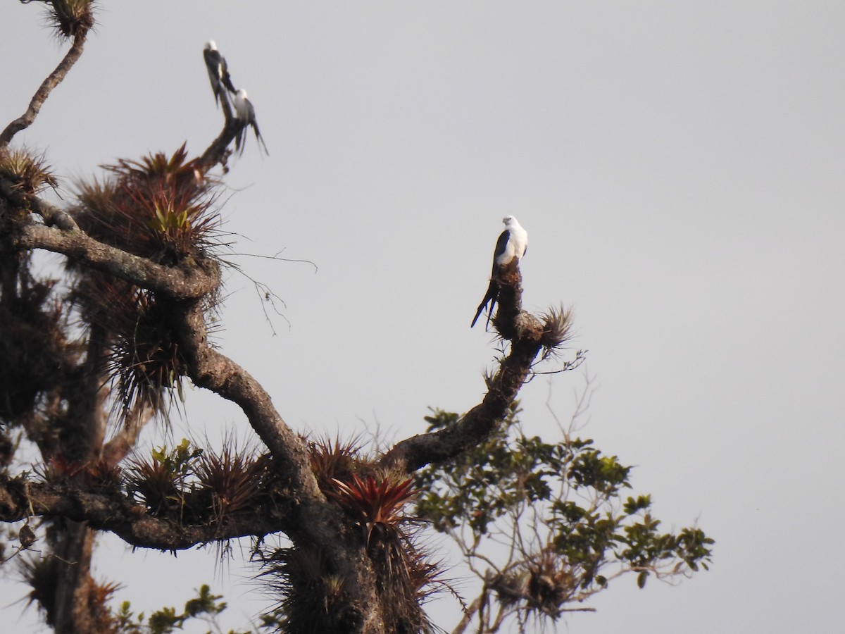 Swallow-tailed Kite - lennin uni Galíndez