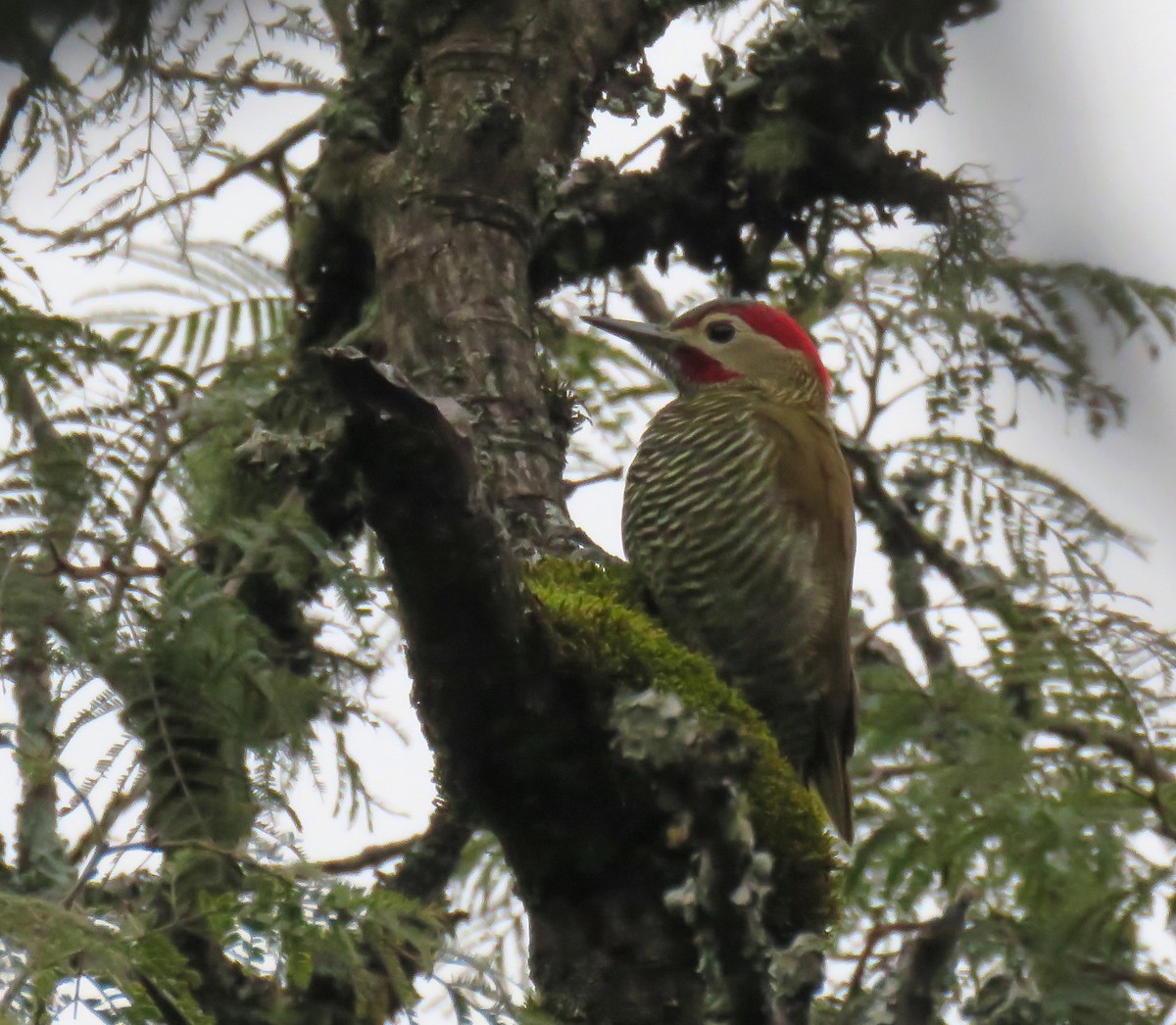 Golden-olive Woodpecker - ML619061295