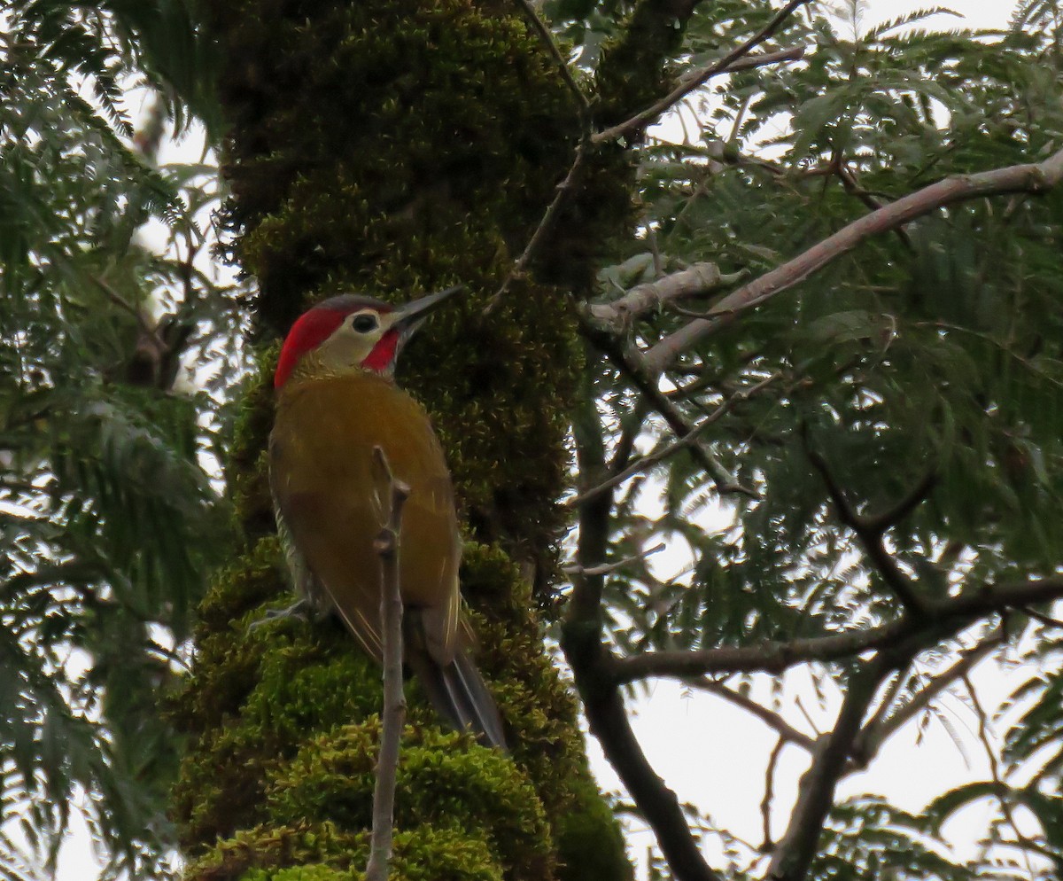 Golden-olive Woodpecker - ML619061296