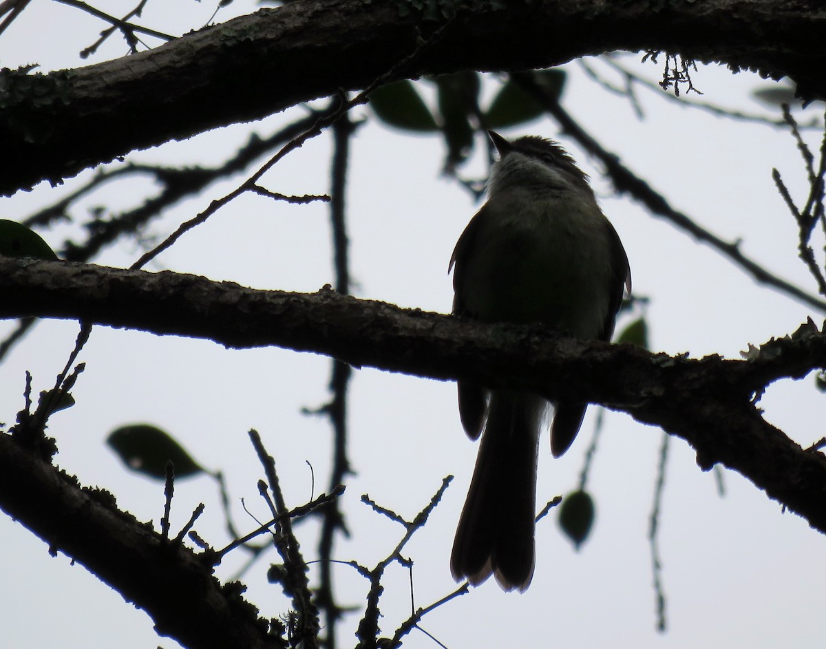 White-throated Tyrannulet - Marcelo  Zanotti